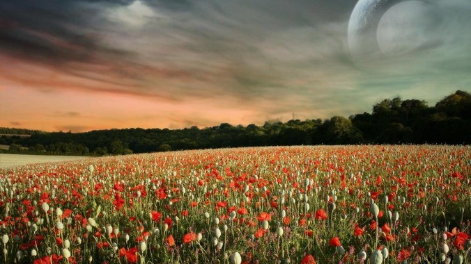 如何判断鱼缸中的硝化系统是否已经成功建立？